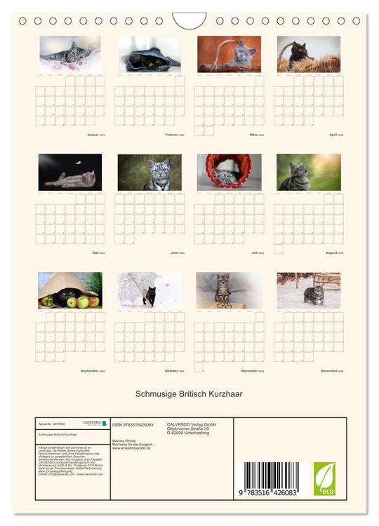 Produktbild: Schmusige Britisch Kurzhaar (Wandkalender 2026 DIN A4 hoch), CALVENDO Monatskalender