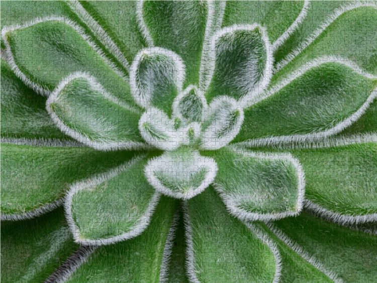 Produktbild: CALVENDO Puzzle Sukkulenten Galerie 1000 Teile Lege-Gr&ouml;&szlig;e 64 x 48 cm Foto-Puzzle Bild von Beate Wurster