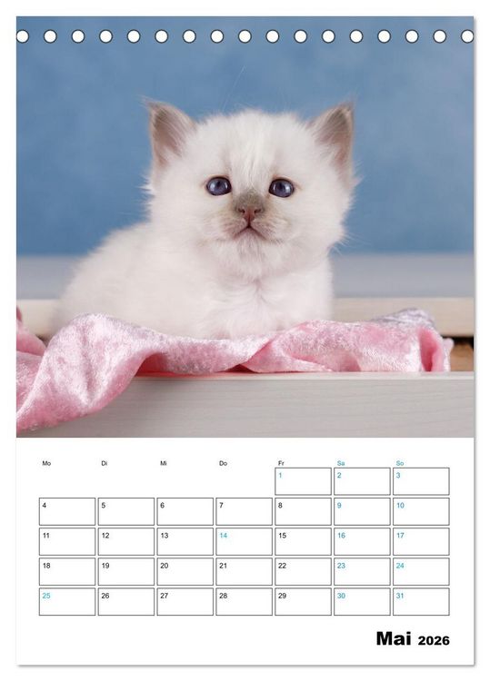 Produktbild: Heilige Birma Kitten - s&uuml;&szlig;e kleine Flauschb&auml;llchen (Tischkalender 2026 DIN A5 hoch), CALVENDO Monatskalender
