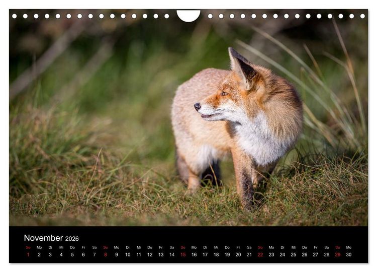 Produktbild: Rotf&uuml;chse (Wandkalender 2026 DIN A4 quer), CALVENDO Monatskalender