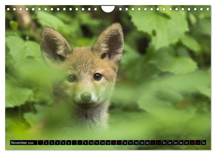 Produktbild: Nordhessens Tierkinder (Wandkalender 2026 DIN A4 quer), CALVENDO Monatskalender