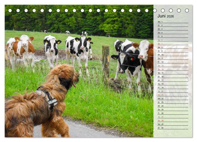 Produktbild: Der Briard 2026 - Ein echter Charmeur (Tischkalender 2026 DIN A5 quer), CALVENDO Monatskalender