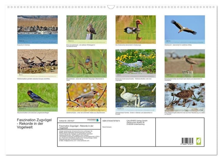 Produktbild: Faszination Zugv&ouml;gel - Rekorde in der Vogelwelt (Wandkalender 2026 DIN A2 quer), CALVENDO Monatskalender