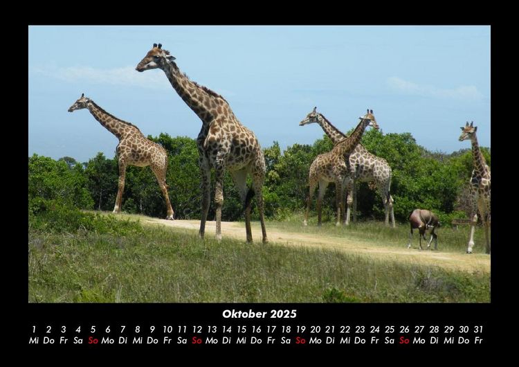 Produktbild: Giraffen 2025 Fotokalender DIN A3
