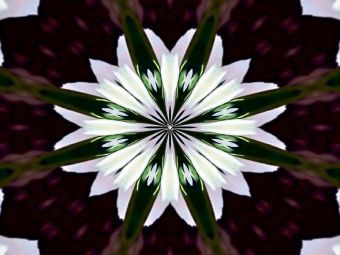 Produktbild: CALVENDO Puzzle Blume des Lebens | 1000 Teile Lege-Gr&ouml;&szlig;e 64x48cm Foto-Puzzle f&uuml;r gl&uuml;ckliche Stunden