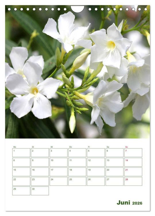Produktbild: Wei&szlig;e Bl&uuml;ten im Gr&uuml;nen (Wandkalender 2026 DIN A4 hoch), CALVENDO Monatskalender