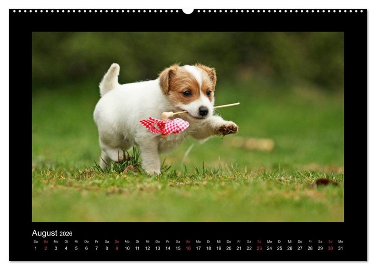 Produktbild: Allerlei Hundekinder (Wandkalender 2026 DIN A2 quer), CALVENDO Monatskalender