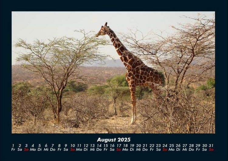 Produktbild: Giraffen 2025 Fotokalender DIN A4
