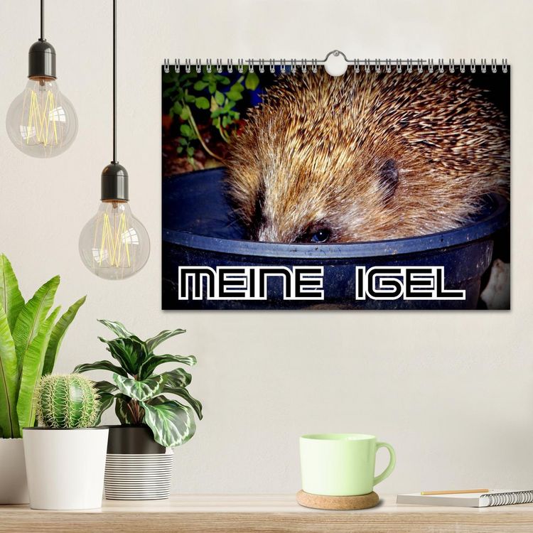 Produktbild: Meine Igel (Wandkalender 2026 DIN A4 quer), CALVENDO Monatskalender