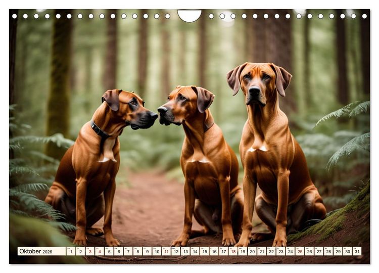 Produktbild: Rhodesian Ridgeback - Athlet mit R&uuml;ckenkamm (Wandkalender 2026 DIN A4 quer), CALVENDO Monatskalender