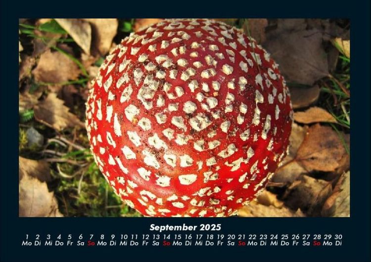 Produktbild: Pilzkalender 2025 Fotokalender DIN A4