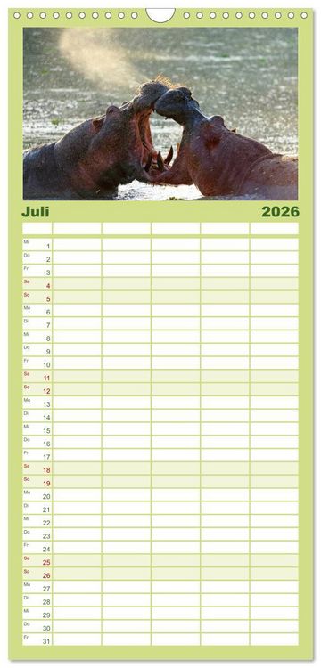 Produktbild: Familienplaner 2026 - Flusspferde Magie des Augenblicks - Hippos in Afrika mit 5 Spalten (Wandkalender, 21 x 45 cm) CALVENDO