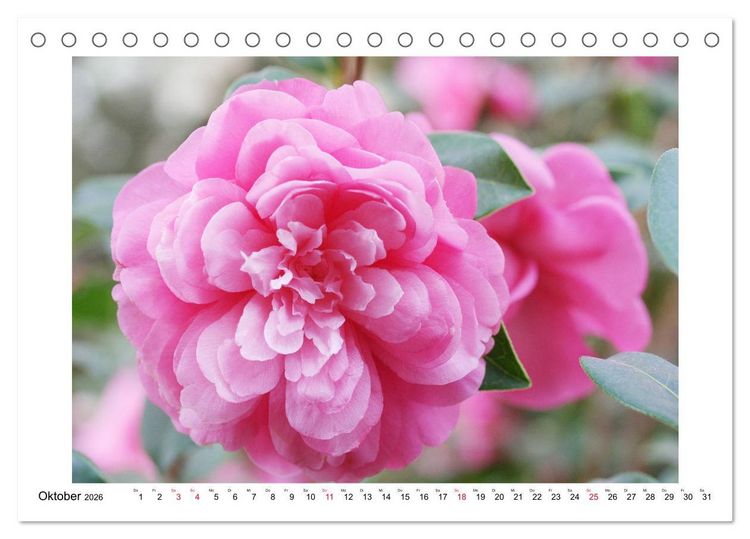 Produktbild: Geheimnisvolle Kamelien (Tischkalender 2026 DIN A5 quer), CALVENDO Monatskalender