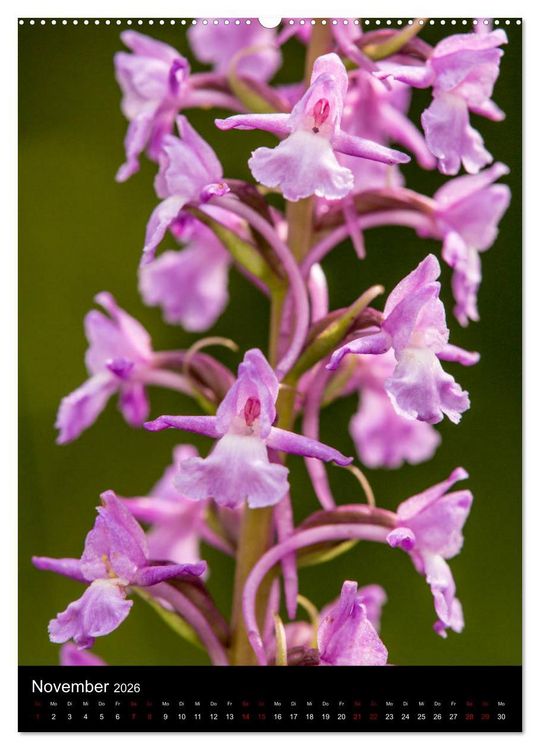 Produktbild: Im richtigen Licht: Wilde Orchideen in S&uuml;dbayern (hochwertiger Premium Wandkalender 2026 DIN A2 hoch), Kunstdruck in Hochglanz