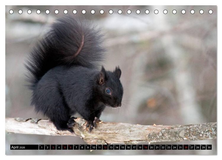 Produktbild: EICHH&Ouml;RNCHEN (Tischkalender 2026 DIN A5 quer), CALVENDO Monatskalender
