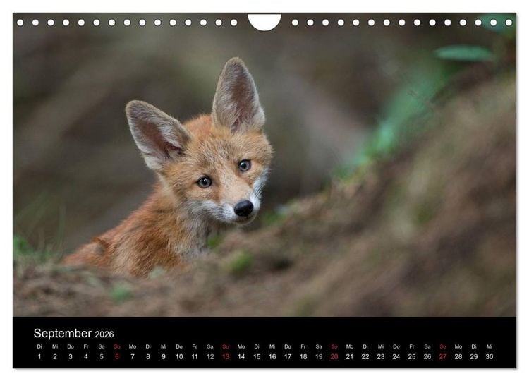 Produktbild: Ein Blick in Reinekes Kinderstube (Wandkalender 2026 DIN A4 quer), CALVENDO Monatskalender