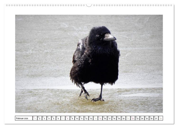 Produktbild: Rabenhafte Augenblicke (Wandkalender 2026 DIN A2 quer), CALVENDO Monatskalender
