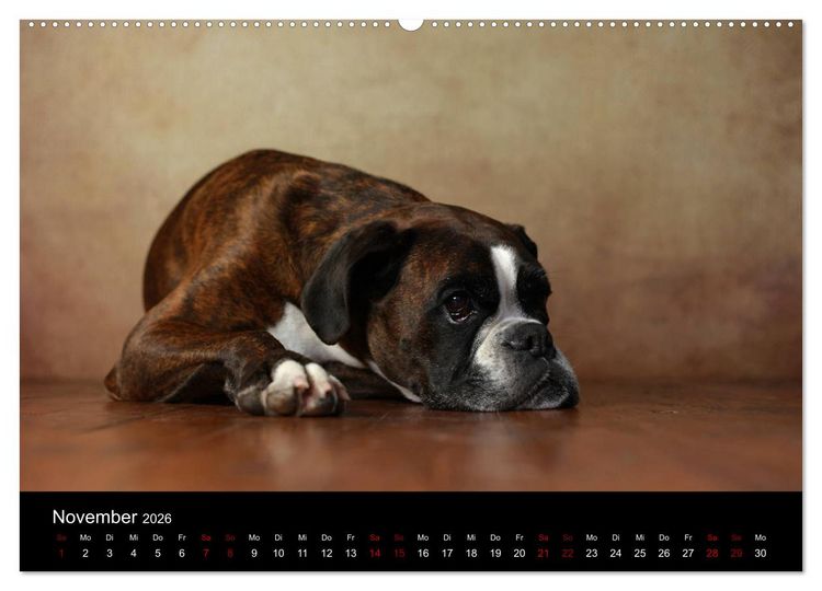 Produktbild: Liebenswerte Boxer (Wandkalender 2026 DIN A2 quer), CALVENDO Monatskalender