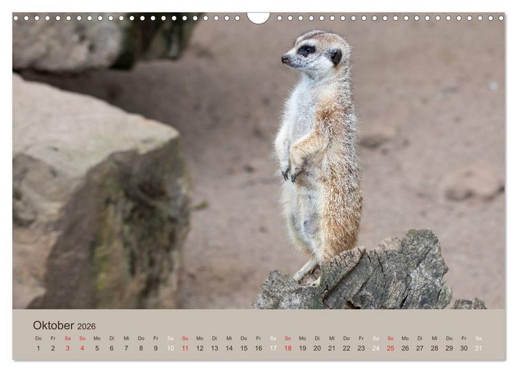 Produktbild: Quirlige Erdm&auml;nnchen (Wandkalender 2026 DIN A3 quer), CALVENDO Monatskalender