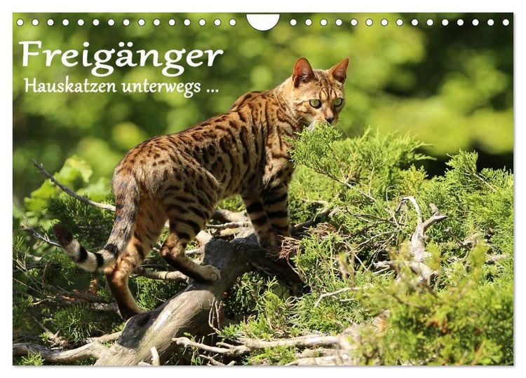 Produktbild: Freig&auml;nger - Hauskatzen unterwegs (Wandkalender 2026 DIN A4 quer), CALVENDO Monatskalender