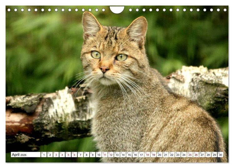 Produktbild: Wildkatzen - Die lautlosen J&auml;ger des Waldes (Wandkalender 2026 DIN A4 quer), CALVENDO Monatskalender