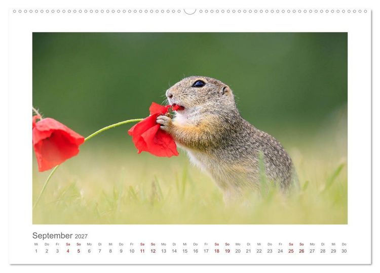 Produktbild: Lustige Zieselbabys (Wandkalender 2027 DIN A2 quer), CALVENDO Monatskalender