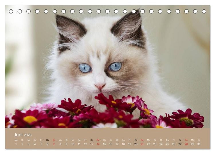 Produktbild: Verliebt in Ragdolls ... die sanfte Katzenrasse (Tischkalender 2026 DIN A5 quer), CALVENDO Monatskalender