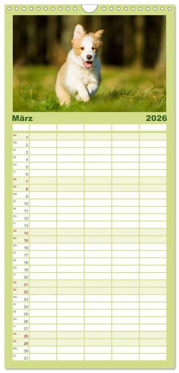 Produktbild: Familienplaner 2026 - Border Collies 2026 mit 5 Spalten (Wandkalender, 21 x 45 cm) CALVENDO