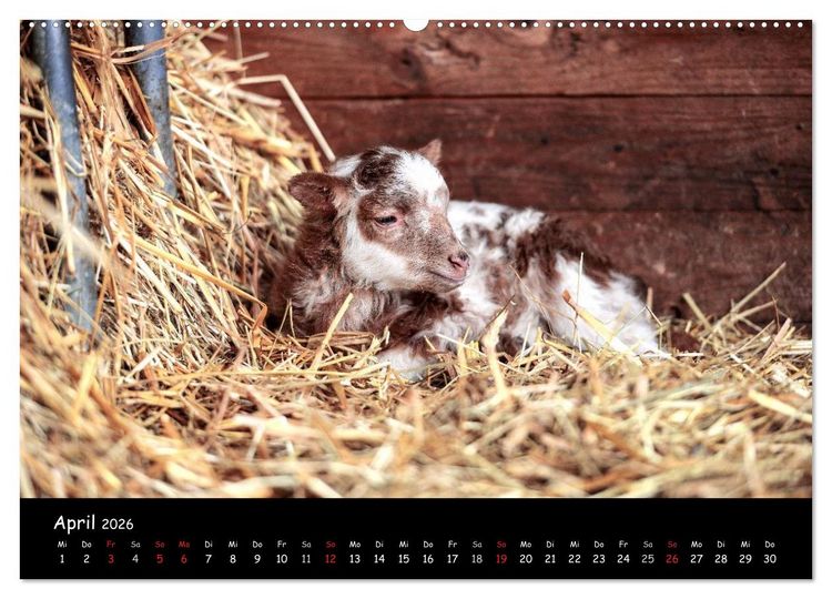 Produktbild: Schafe und L&auml;mmer (Wandkalender 2026 DIN A2 quer), CALVENDO Monatskalender