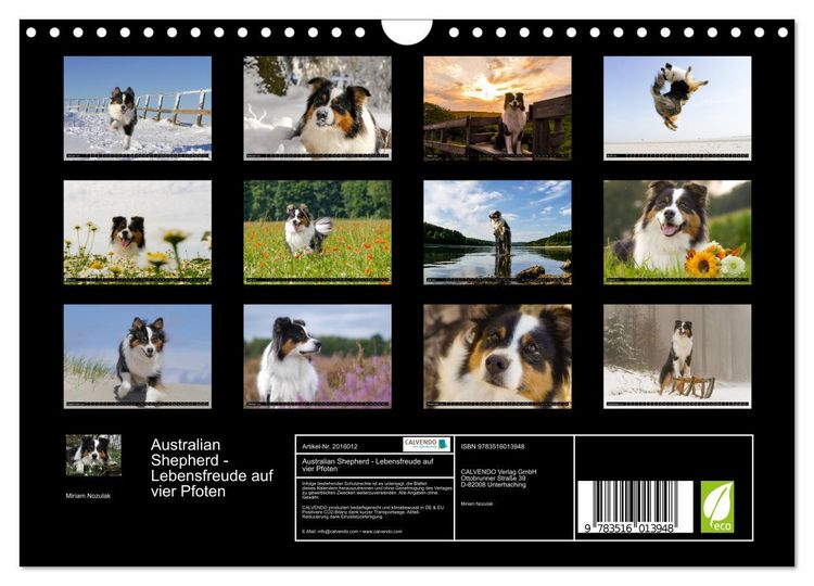 Produktbild: Australian Shepherd - Lebensfreude auf vier Pfoten (Wandkalender 2026 DIN A4 quer), CALVENDO Monatskalender