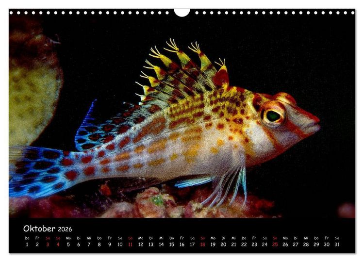 Produktbild: Die Welt unter Wasser (Wandkalender 2026 DIN A3 quer), CALVENDO Monatskalender