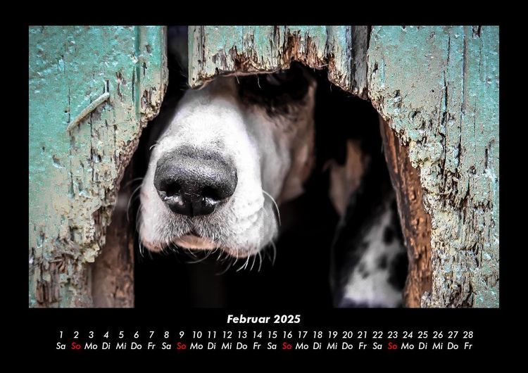 Produktbild: Hunde 2025 Fotokalender DIN A3