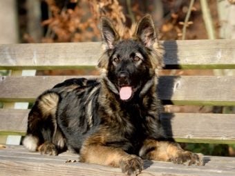 Produktbild: CALVENDO Puzzle Deutscher Sch&auml;ferhund | 1000 Teile Lege-Gr&ouml;&szlig;e 64x48cm Foto-Puzzle f&uuml;r gl&uuml;ckliche Stunden