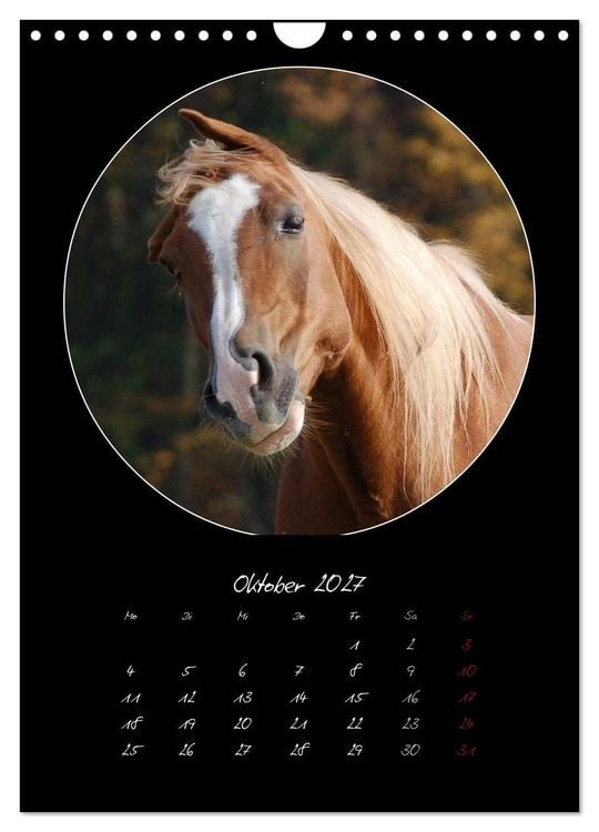 Produktbild: Crazy horses (Wandkalender 2027 DIN A4 hoch), CALVENDO Monatskalender