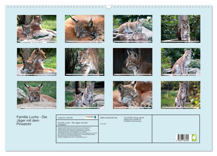 Produktbild: Familie Luchs - Die J&auml;ger mit dem Pinselohr (Wandkalender 2026 DIN A2 quer), CALVENDO Monatskalender