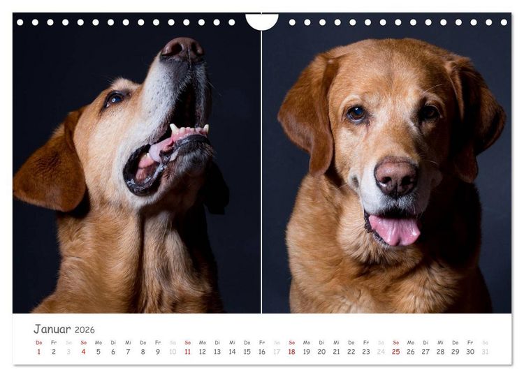 Produktbild: charakterstarke Hunde, wundersch&ouml;ne Hundeportraits (Wandkalender 2026 DIN A4 quer), CALVENDO Monatskalender
