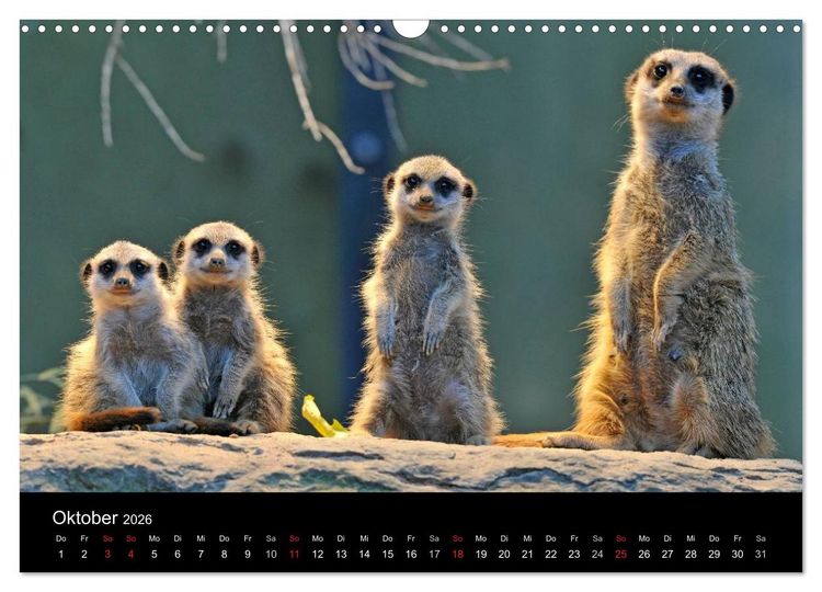 Produktbild: Erdm&auml;nnchen - Tierkinder (Wandkalender 2026 DIN A3 quer), CALVENDO Monatskalender