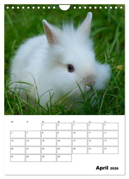 Produktbild: Kaninchen Terminplaner (Wandkalender 2026 DIN A4 hoch), CALVENDO Monatskalender
