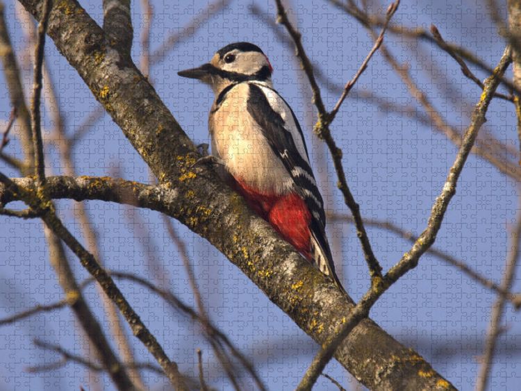 Produktbild: CALVENDO Puzzle Buntspecht | 1000 Teile Lege-Gr&ouml;&szlig;e 64x48cm Foto-Puzzle f&uuml;r gl&uuml;ckliche Stunden