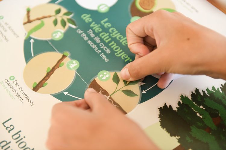 Produktbild: POPPIK - Sticker Lernposter B&auml;ume