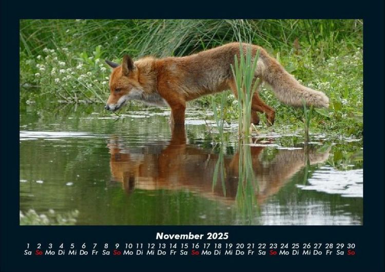 Produktbild: Waldbewohner 2025 Fotokalender DIN A4