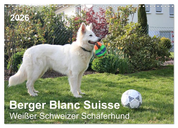 Produktbild: Berger Blanc Suisse - Wei&szlig;er Schweizer Sch&auml;ferhund (Wandkalender 2026 DIN A3 quer), CALVENDO Monatskalender