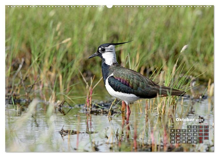 Produktbild: Limikolen - Watv&ouml;gel Europas (hochwertiger Premium Wandkalender 2026 DIN A2 quer), Kunstdruck in Hochglanz