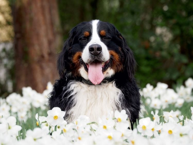 Produktbild: CALVENDO Puzzle Ein Motiv aus dem Kalender WAUZEBAER den Berner Sennenhund | 1000 Teile Lege-Gr&ouml;&szlig;e 64x48cm Foto-Puzzle f&uuml;r gl&uuml;ckliche Stunden