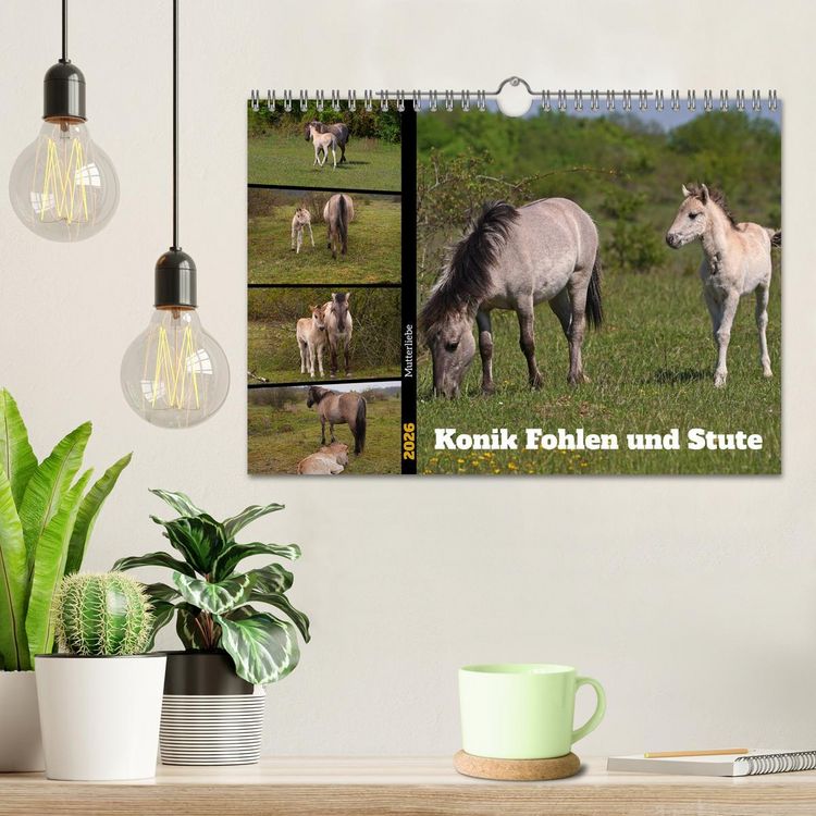 Produktbild: Mutterliebe - Konik Fohlen und Stute (Wandkalender 2026 DIN A4 quer), CALVENDO Monatskalender