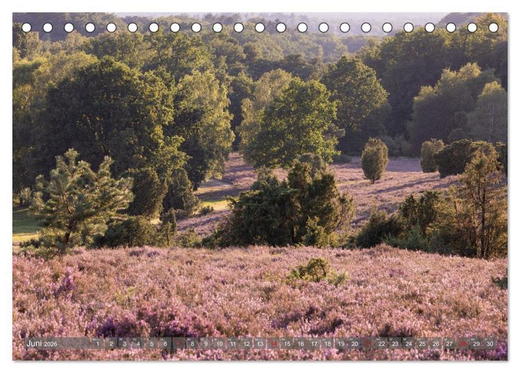Produktbild: Die L&uuml;neburger Heide - In voller Bl&uuml;te (Tischkalender 2026 DIN A5 quer), CALVENDO Monatskalender