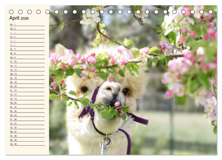 Produktbild: Alpakas im Blumenzauber (Tischkalender 2026 DIN A5 quer), CALVENDO Monatskalender