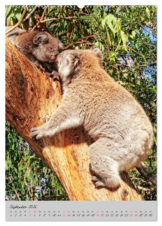 Produktbild: Koala, kleiner B&auml;r (Wandkalender 2026 DIN A2 hoch), CALVENDO Monatskalender