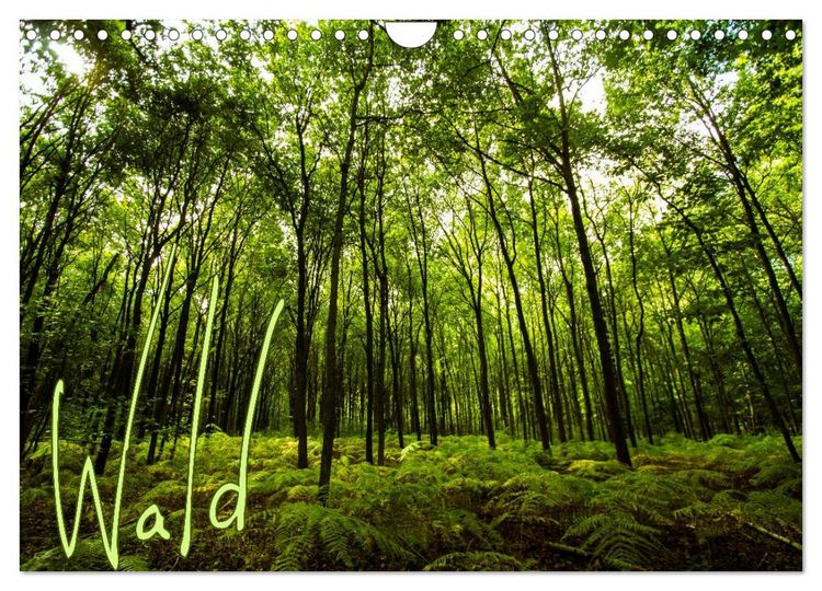 Produktbild: Wald (Wandkalender 2026 DIN A4 quer), CALVENDO Monatskalender