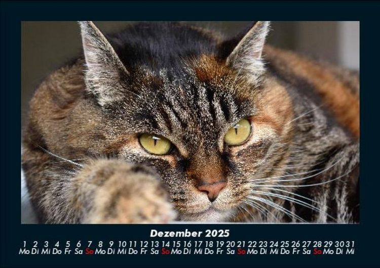 Produktbild: F&uuml;r Katzenfreunde 2025 Fotokalender DIN A5
